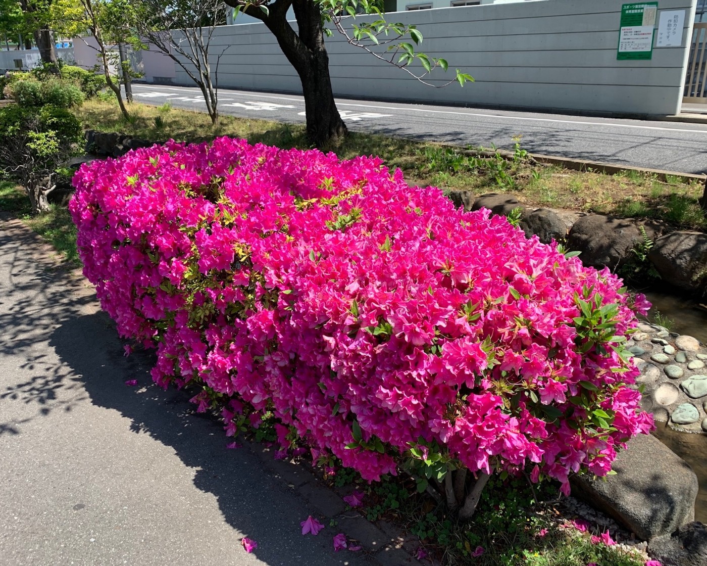 5月8日金曜日 今日も東京支店で内勤です 今日の昼メシはデニーズのデリバリー アメリカンクラブサンド美味し